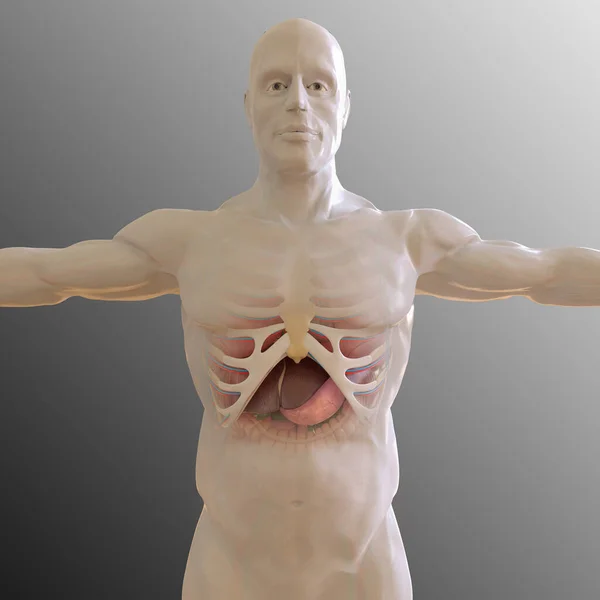 Human Anatomy internal organs For medical concept 3D Illustration