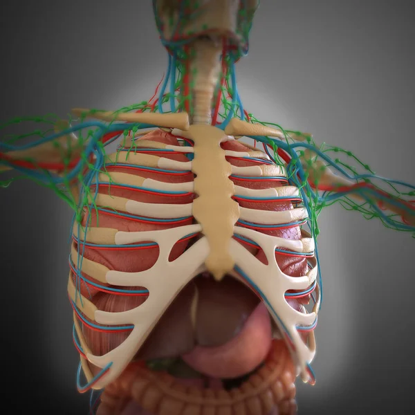 Human Anatomy internal organs For medical concept 3D Illustration