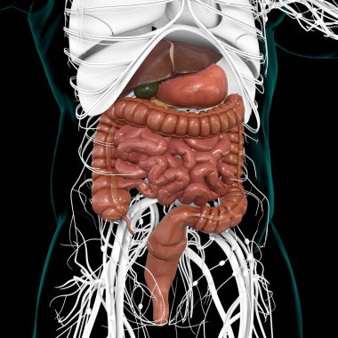 Tıbbi Konsept 3B Resim İçin İnsan Sindirim Sistemi Anatomisi