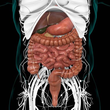 Tıbbi Konsept 3B Resim İçin İnsan Sindirim Sistemi Anatomisi