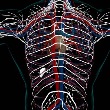 Tıbbi Konsept 3 boyutlu İllüstrasyon İçin Dolaşım Sistemi Anatomisi Olan İnsan Kalbi