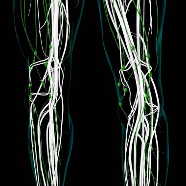 Tıbbi Konsept için İnsan Lenf Düğümleri Anatomisi 3 boyutlu Görüntü