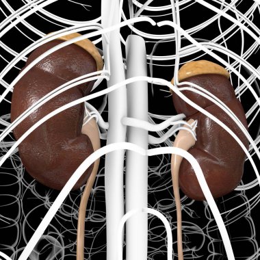 Tıbbi Konsept için Mesane Anatomisi olan İnsan İdrar Sistemi Böbrekleri 3 boyutlu İllüstrasyon