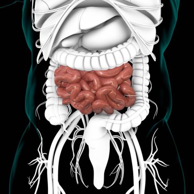 Tıbbi Konsept İçin İnce bağırsak 3D Görüntü İnsan Sindirim Sistemi Anatomisi