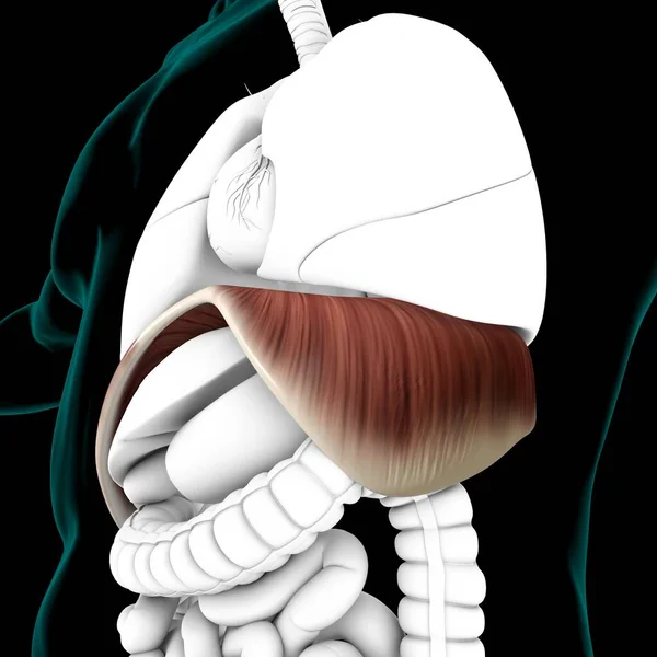 Дисфрагма Людської Дихальної Системи Анатомія Медичної Концепції Ілюстрації — стокове фото