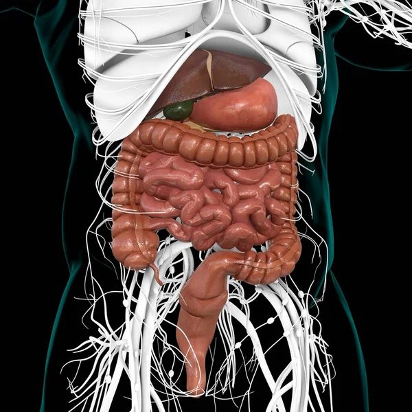 Anatomia Sistema Digestivo Humano Para Ilustração Conceito Médico — Fotografia de Stock