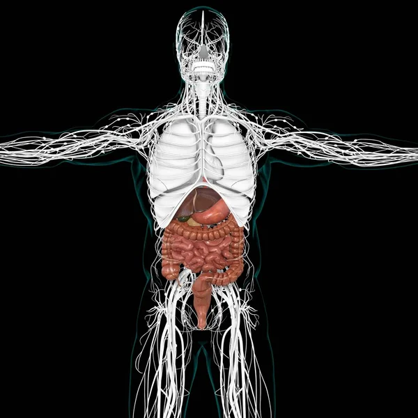 Anatomía Del Sistema Digestivo Humano Para Concepto Médico Ilustración —  Fotos de Stock