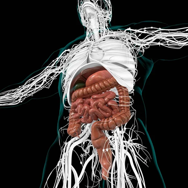 Anatomía Del Sistema Digestivo Humano Para Concepto Médico Ilustración —  Fotos de Stock