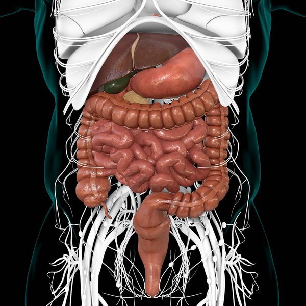 Анатомия пищеварительной системы человека для медицинской концепции 3D иллюстрация