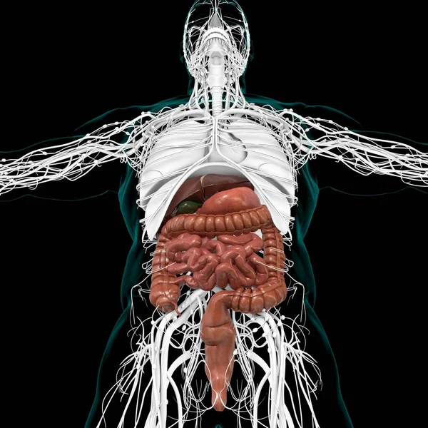 Anatomía Del Sistema Digestivo Humano Para Concepto Médico Ilustración —  Fotos de Stock