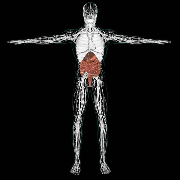 Ludzki Układ Pokarmowy Anatomia Medyczna Koncepcja Ilustracja — Zdjęcie stockowe