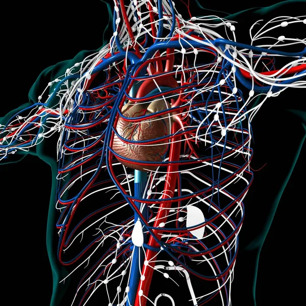 循環器系解剖学と人間の心 3Dイラスト — ストック写真