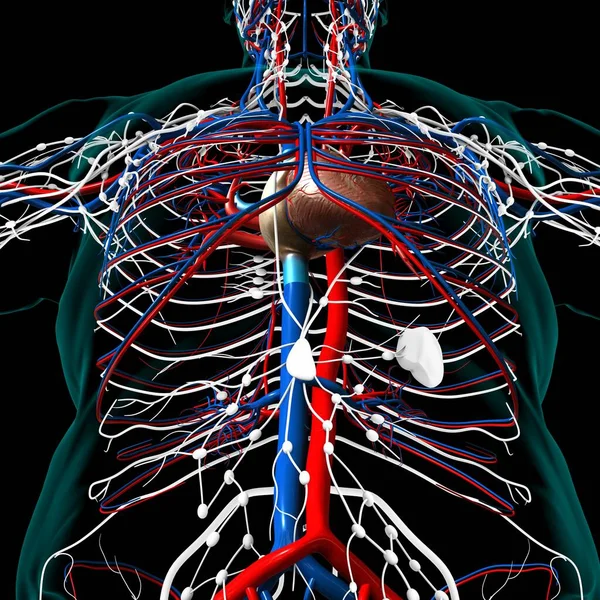 Human Heart Circulatory System Anatomy Medical Concept Illustration — Stock fotografie