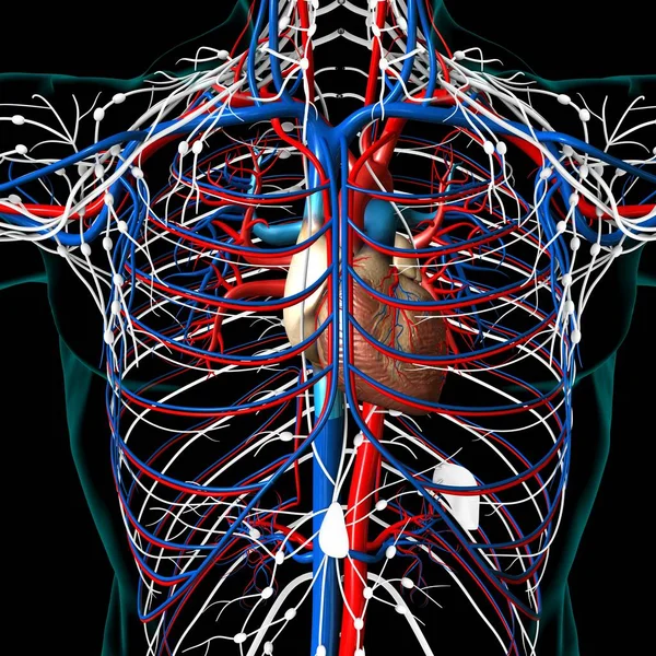Tıbbi Konsept Boyutlu Llüstrasyon Çin Dolaşım Sistemi Anatomisi Olan Nsan — Stok fotoğraf