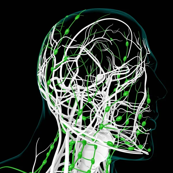 Human Lymph Nodes Anatomy For Medical Concept 3D Illustration