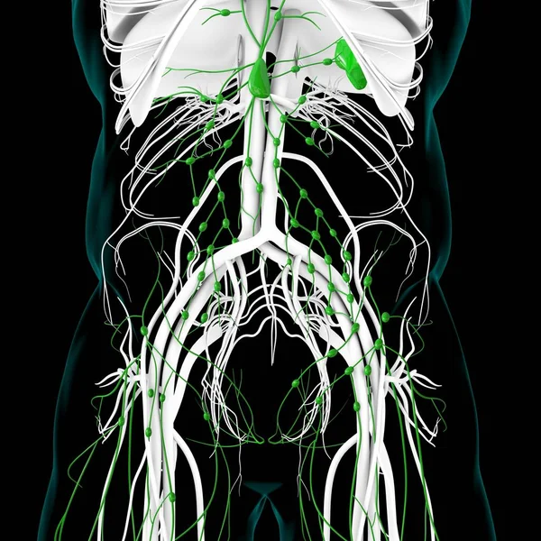 Anatomia Dos Nós Linfáticos Humanos Para Ilustração Médica Conceito — Fotografia de Stock