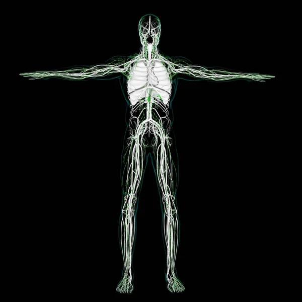 Mänskliga Lymfknutor Anatomi För Medicinska Begreppet Illustration — Stockfoto