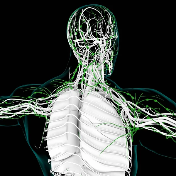 Menselijke Lymfeklieren Anatomie Voor Medisch Concept Illustratie — Stockfoto