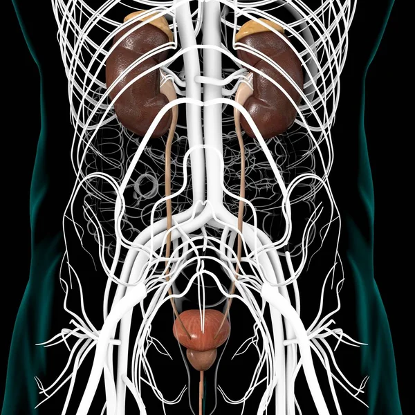 Human Urinary System Kidneys Bladder Anatomy Medical Concept Illustration — Stock Photo, Image