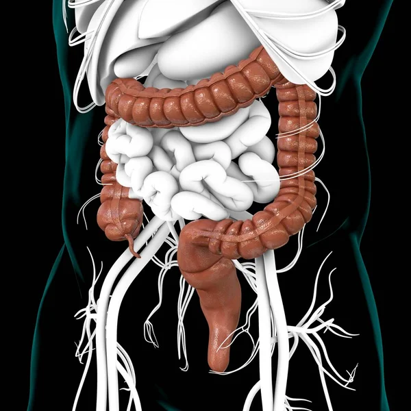 Anatomía Del Sistema Digestivo Humano Ilustración Del Intestino Grueso Para —  Fotos de Stock