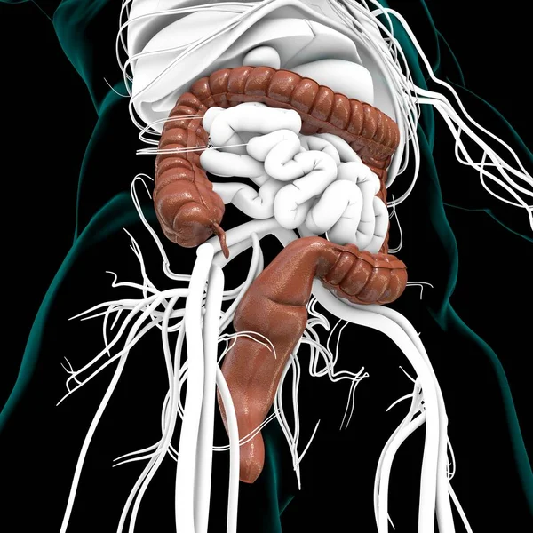 Ilustrace Tlustého Střeva Anatomie Lidského Zažívacího Traktu Pro Lékařskou Koncepci — Stock fotografie
