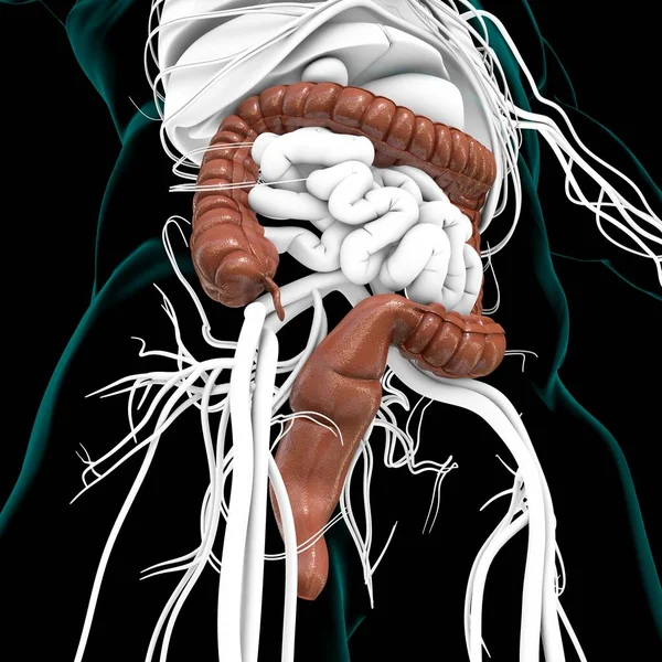 Anatomía Del Sistema Digestivo Humano Ilustración Del Intestino Grueso Para — Foto de Stock