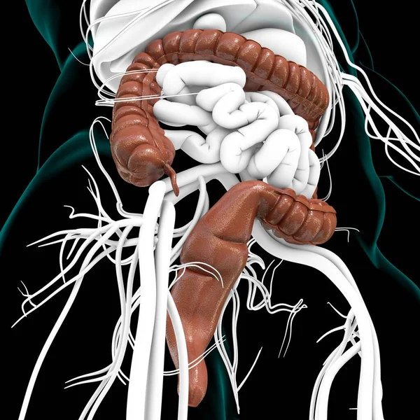 大腸3Dイラスト ヒューマン消化器系解剖学講座 — ストック写真