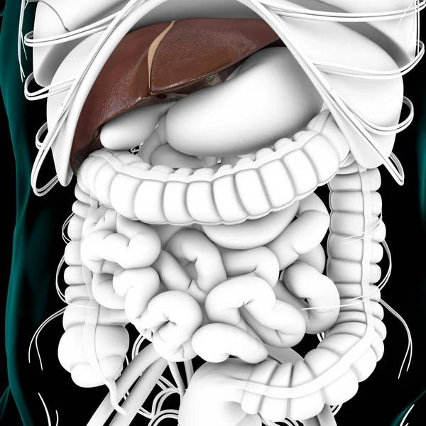 Liver Illustration Human Digestive System Anatomy Medical Concept — 스톡 사진