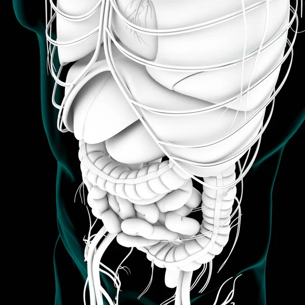 Anatomía Del Sistema Digestivo Humano Del Páncreas Para Ilustración Médica —  Fotos de Stock