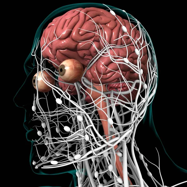 Emberi Agy Anatómia Orvosi Koncepció Illusztráció — Stock Fotó