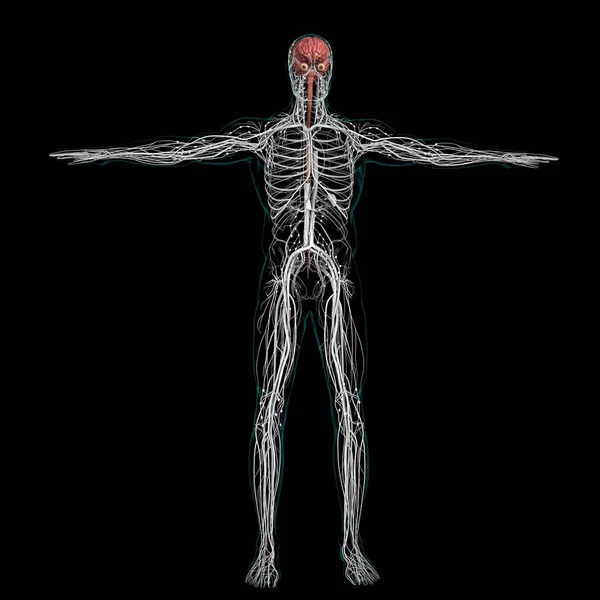 Tıbbi Konsept Için Nsan Beyni Anatomisi Boyutlu Llüstrasyon — Stok fotoğraf