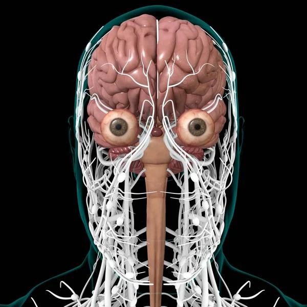 Menschliches Gehirn Anatomie Für Medizinisches Konzept Illustration — Stockfoto