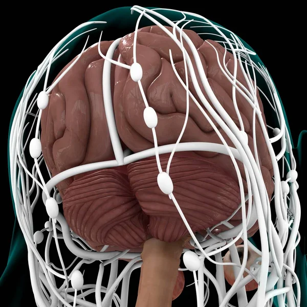 Anatomia Del Cervello Umano Concetto Medico Illustrazione — Foto Stock