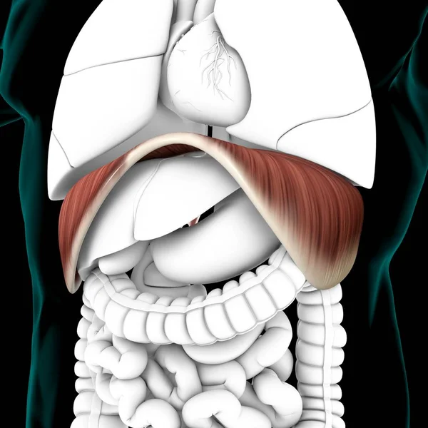 医学概念三维图解的膜片人体呼吸系统解剖 — 图库照片
