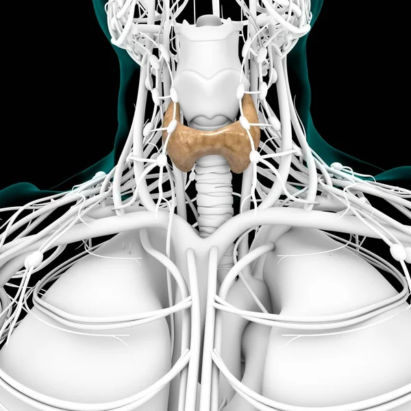 Anatomía Glándula Tiroides Para Concepto Médico Ilustración — Foto de Stock