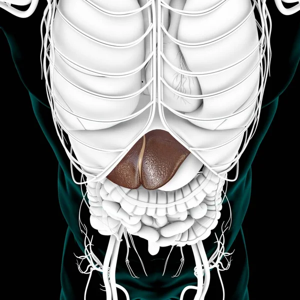 Illustration Foie Anatomie Système Digestif Humain Pour Concept Médical — Photo