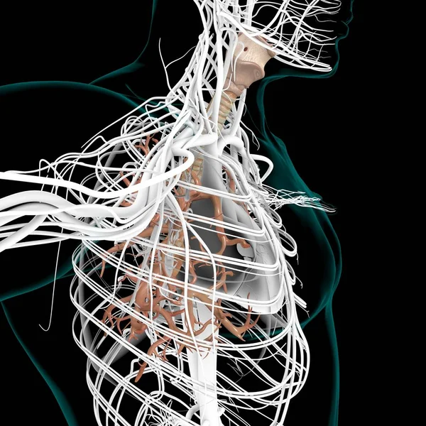 Lungen Human Respiratory System Anatomie Für Medizinisches Konzept Illustration — Stockfoto