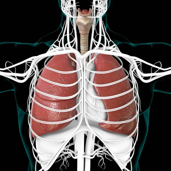 Anatomie Système Respiratoire Humain Poumons Pour Illustration Médicale Concept — Photo