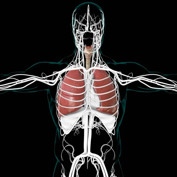 Tıbbi Konsept Boyutlu Resim Çin Akciğerler Nsan Solunum Sistemi Anatomisi — Stok fotoğraf