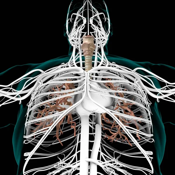 Anatomia Humana Sistema Respiratório Dos Pulmões Para Ilustração Médica Conceito — Fotografia de Stock