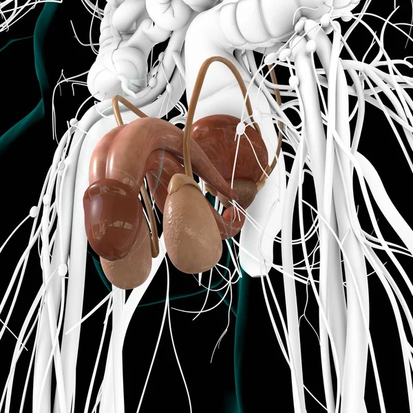 Male Reproductive System Anatomy For Medical Concept 3D Illustration