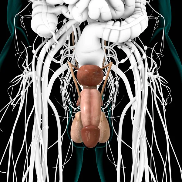 Anatomia Męskiego Układu Rozrodczego Dla Koncepcji Medycznej Ilustracja — Zdjęcie stockowe