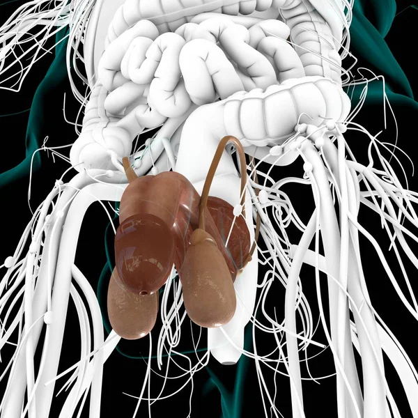 Anatomía Masculina Del Sistema Reproductivo Para Ilustración Del Concepto Médico —  Fotos de Stock