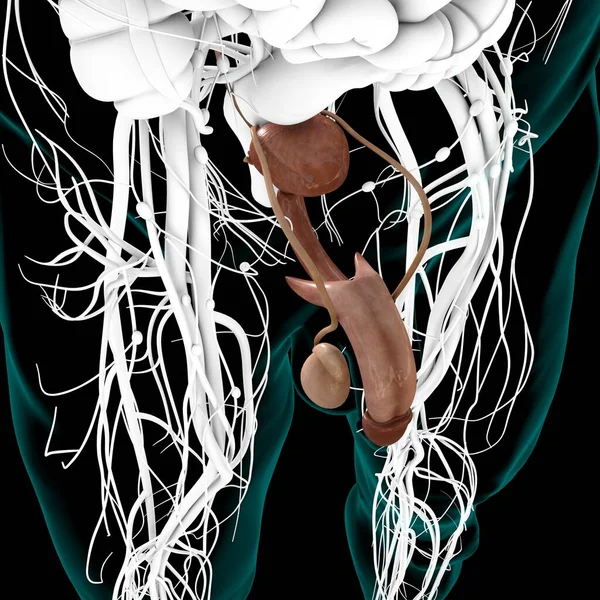 Anatomia Del Sistema Riproduttivo Maschile Concetto Medico Illustrazione — Foto Stock