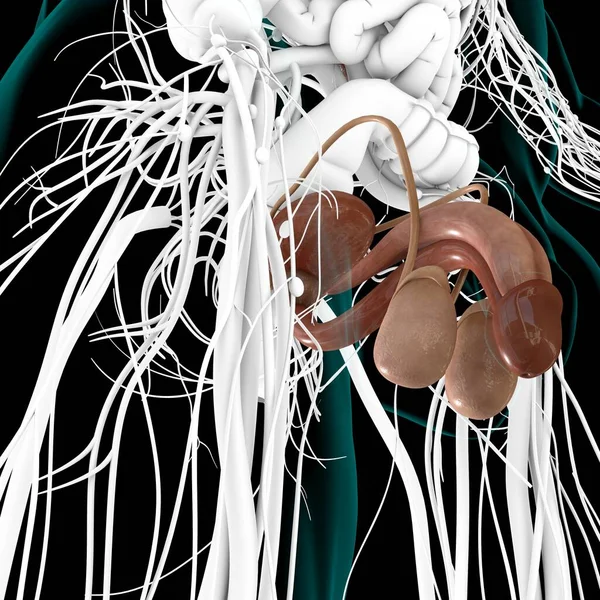 Manlig Reproduktionssystem Anatomi För Medicinska Begrepp Illustration — Stockfoto