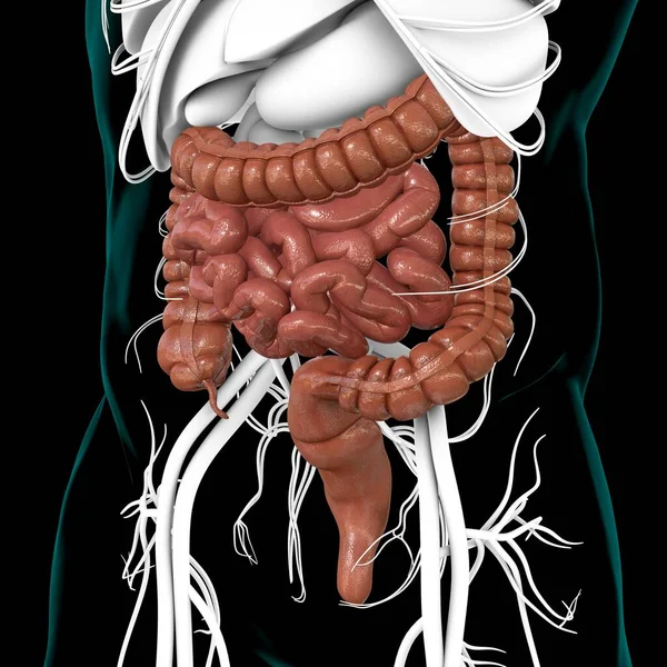 Kleine Grote Darm Illustratie Menselijke Spijsvertering Anatomie Voor Medisch Concept — Stockfoto