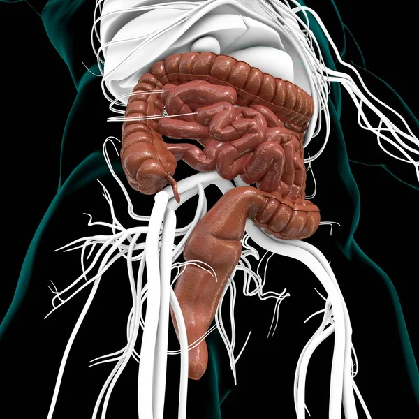 Anatomía Del Sistema Digestivo Humano Ilustración Del Intestino Delgado Grueso —  Fotos de Stock