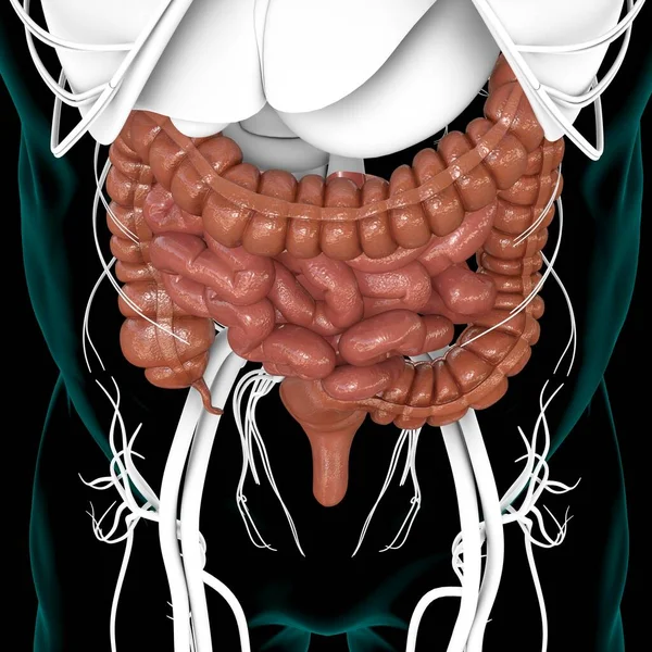 Ilustracja Małych Dużych Jelit Anatomia Układu Pokarmowego Człowieka Dla Koncepcji — Zdjęcie stockowe