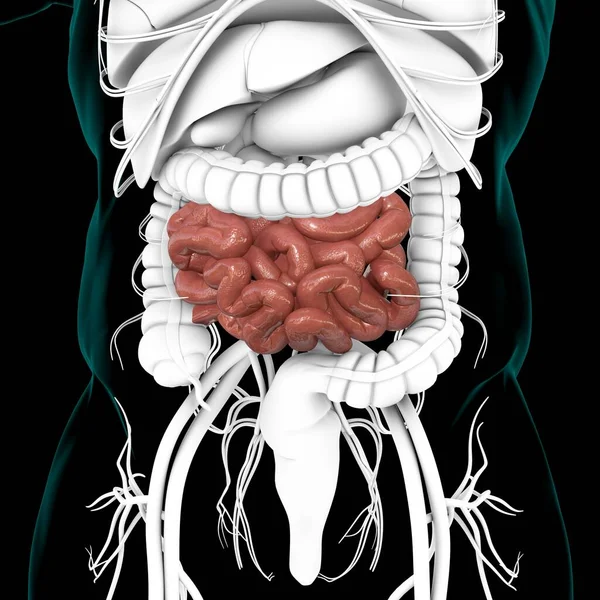 Анатомия Пищеварительной Системы Человека Медицинской Концепции Иллюстрации Малого Кишечника — стоковое фото