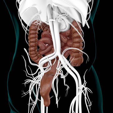 Tıbbi Konsept İçin Küçük ve Büyük bağırsak 3B Görüntü İnsan Sindirim Sistemi Anatomisi